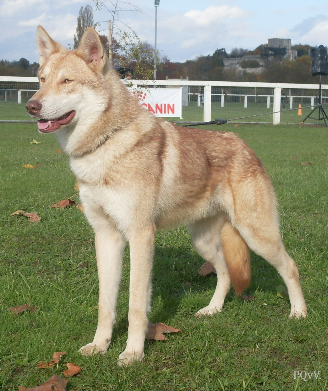  Ghinzu Gaaram de Daim Pre